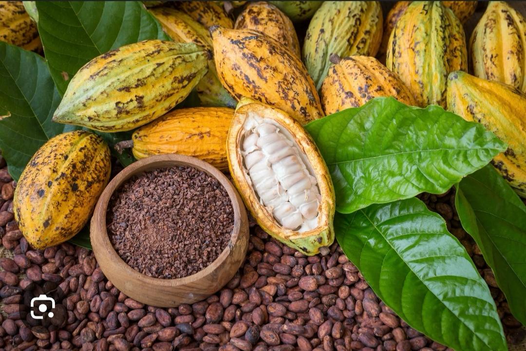 CACAO